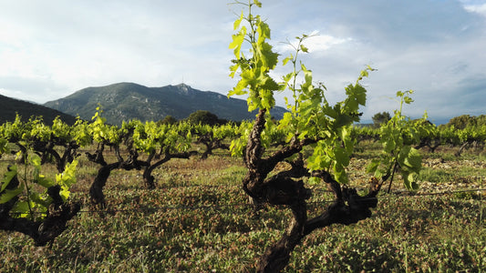The Revival of Carignan: From Obscurity to Stardom
